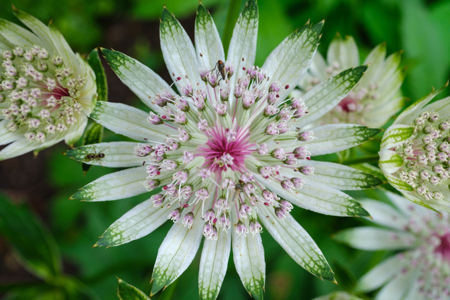Astrantia with a visiting fly