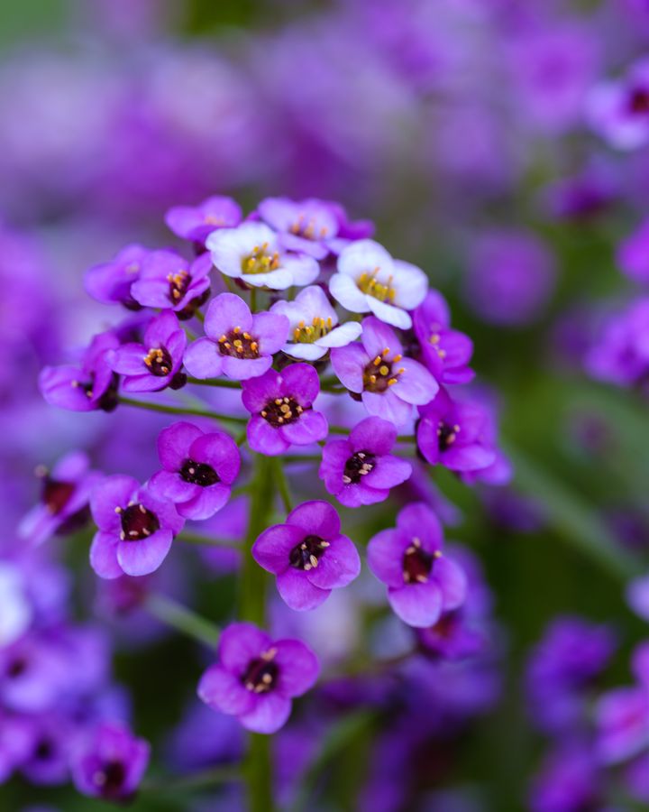 Aubrieta