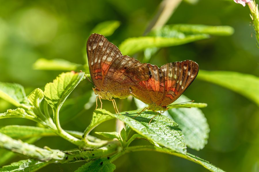 Autumn Leaf butterfly