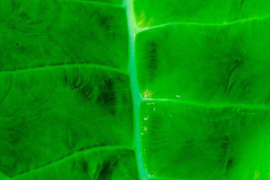 Backlit palm leaf