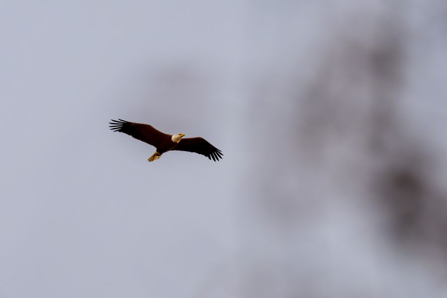 Bald Eagle overhead