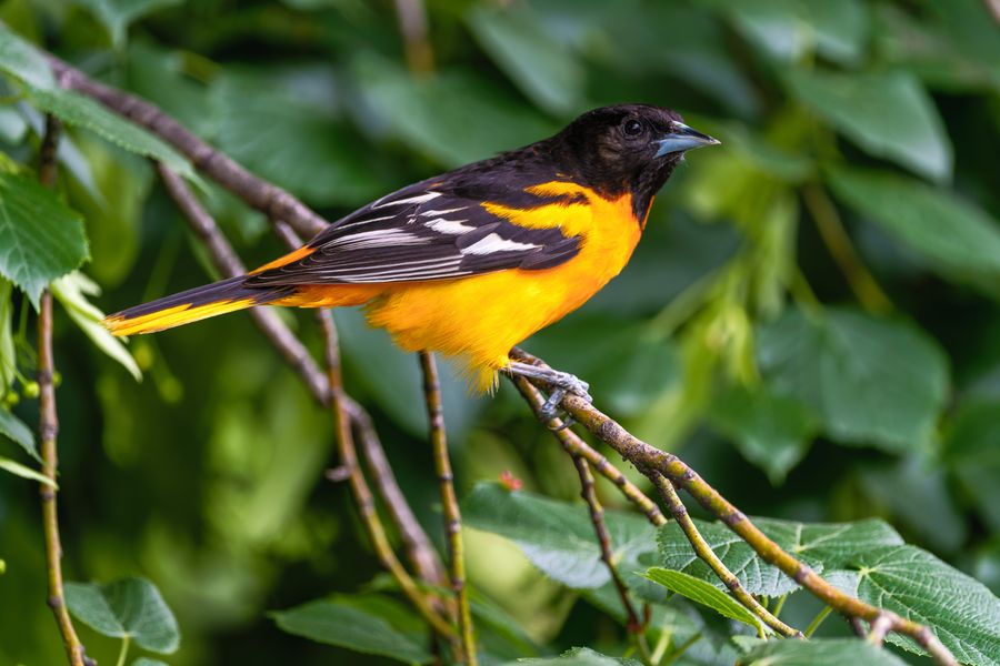 Baltimore Oriole, close