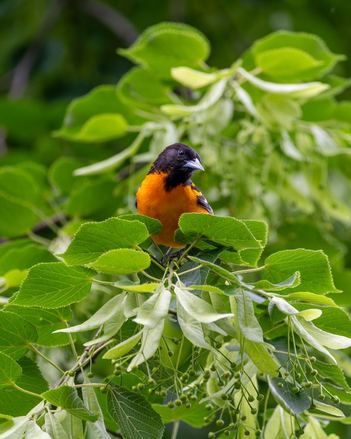 Baltimore Oriole in a linden