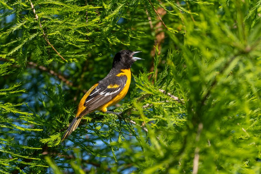 Baltimore Oriole singing