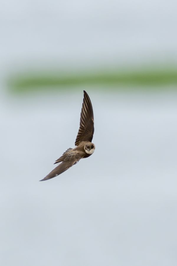 Bank Swallow banking