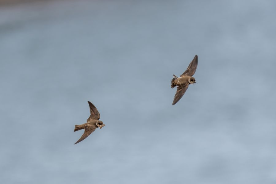 Bank Swallows carrying nesting material