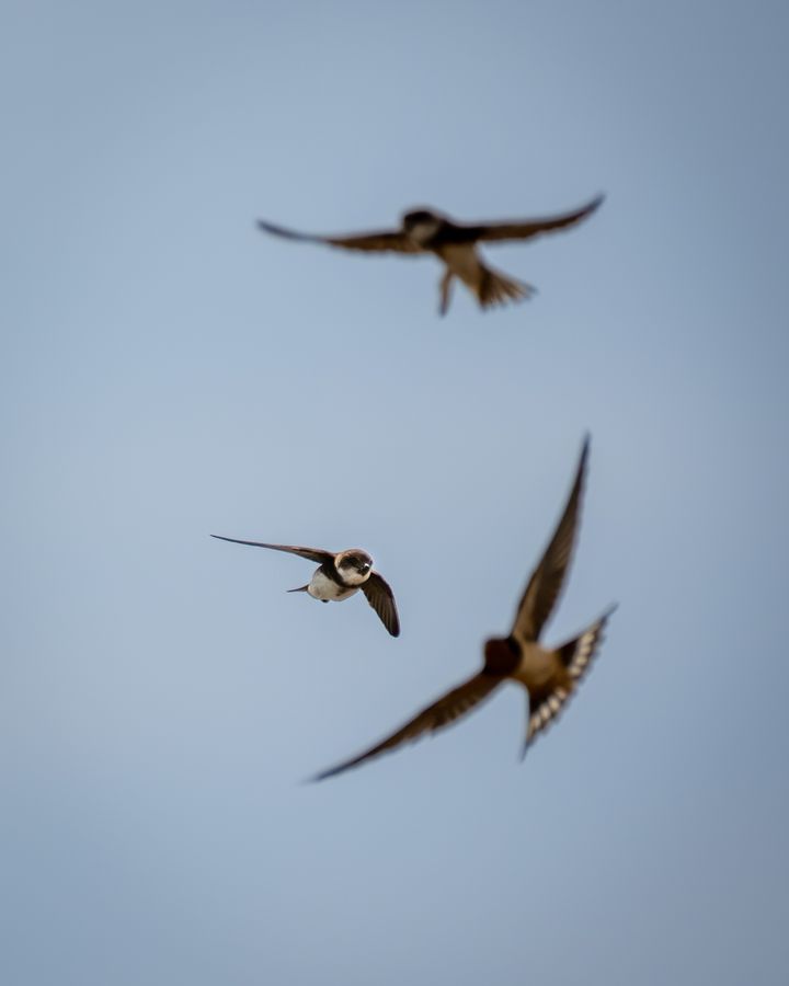 Bank Swallows in flight
