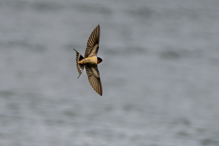 Barn Swallow banking