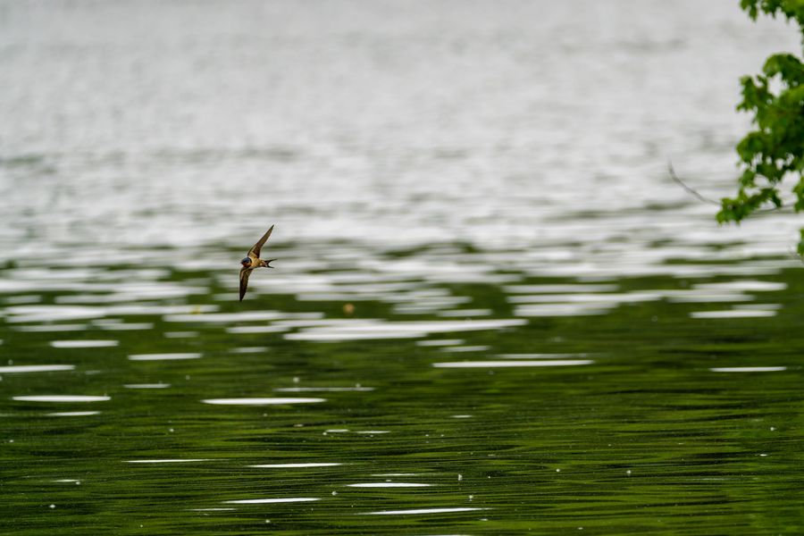 Barn Swallow over the water