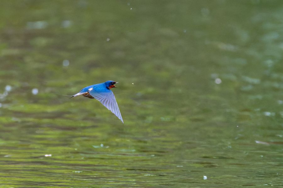 Barn Swallow over the water