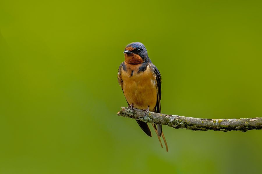 Barn Swallow