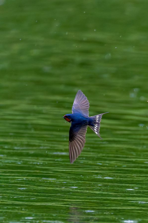 Barn Swallow, wings down