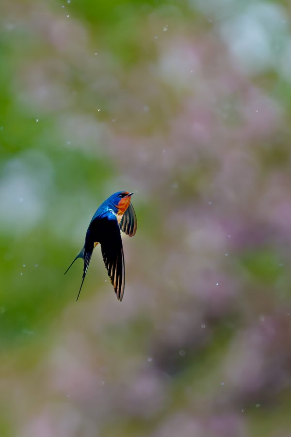 Barn Swallow, wings raised