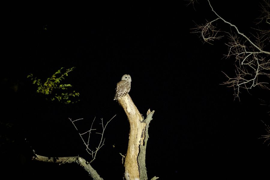 Barred Owl