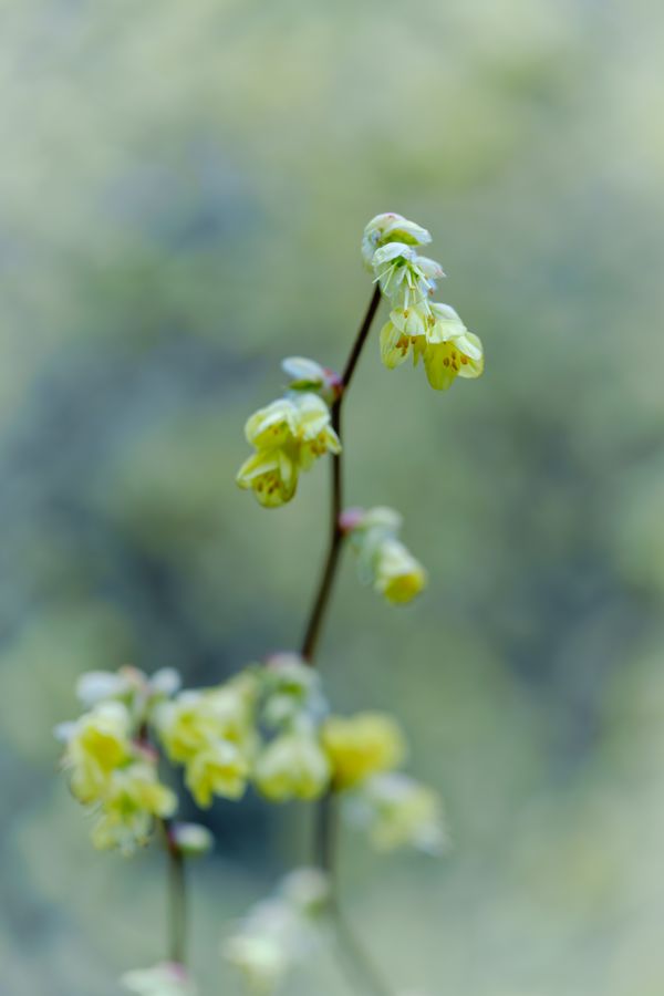 Barrenwort