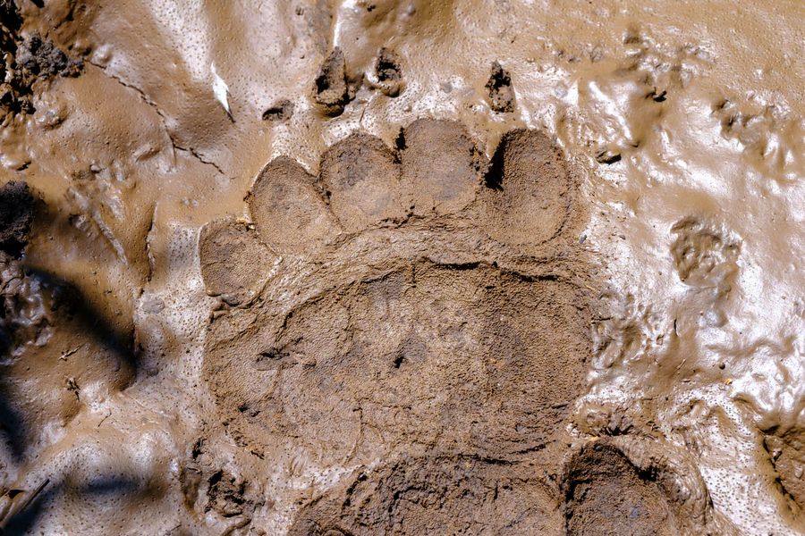 Bear track