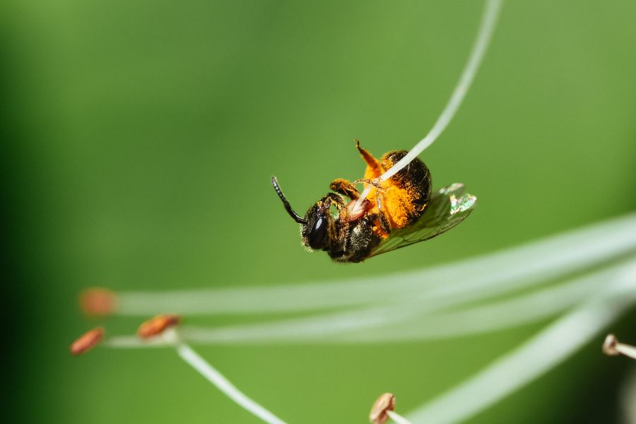 Bee among daylily stamens