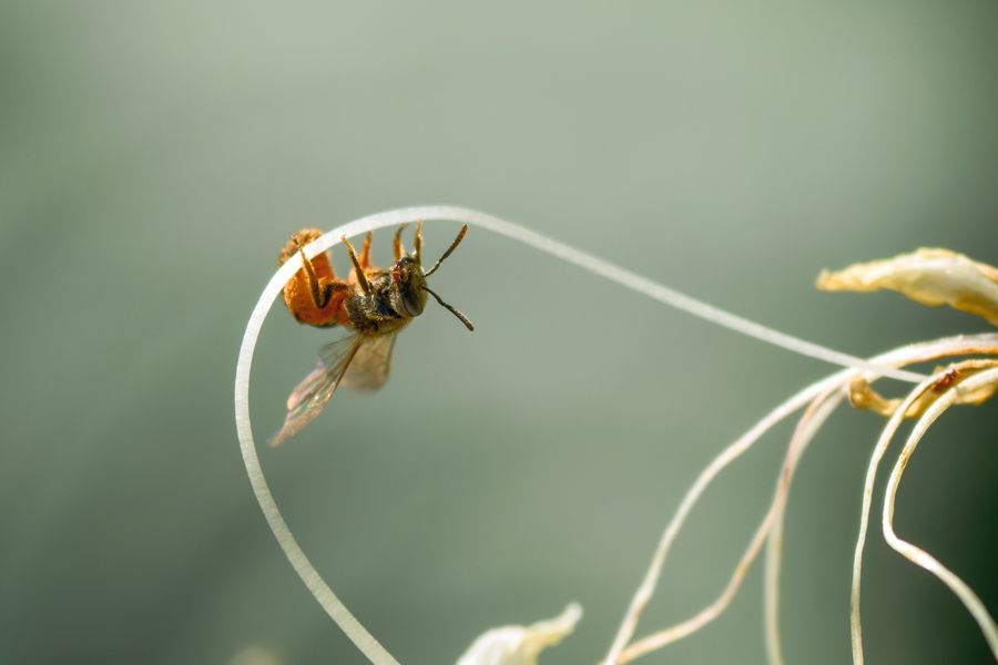 Bee dangling from a daylily stamen