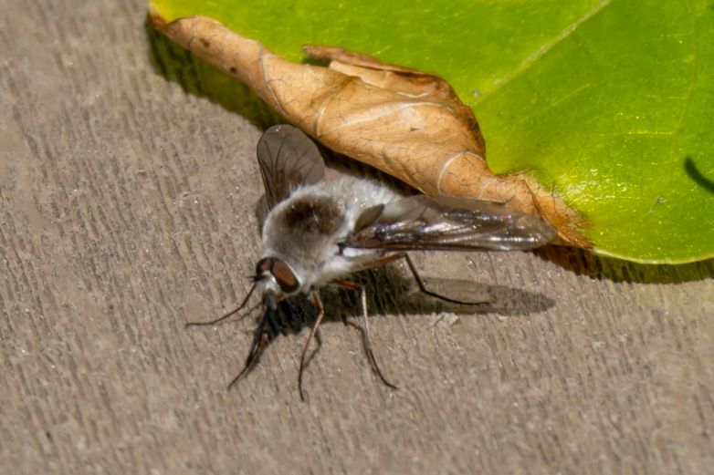 Bee fly