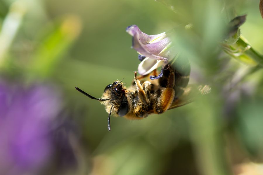Bee on vetch