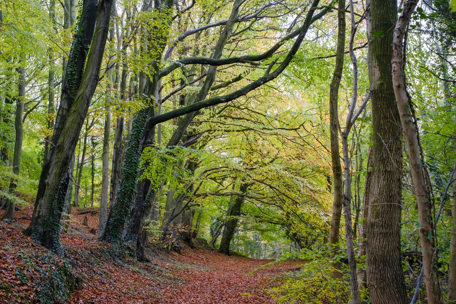 Beech wood, Cotswolds