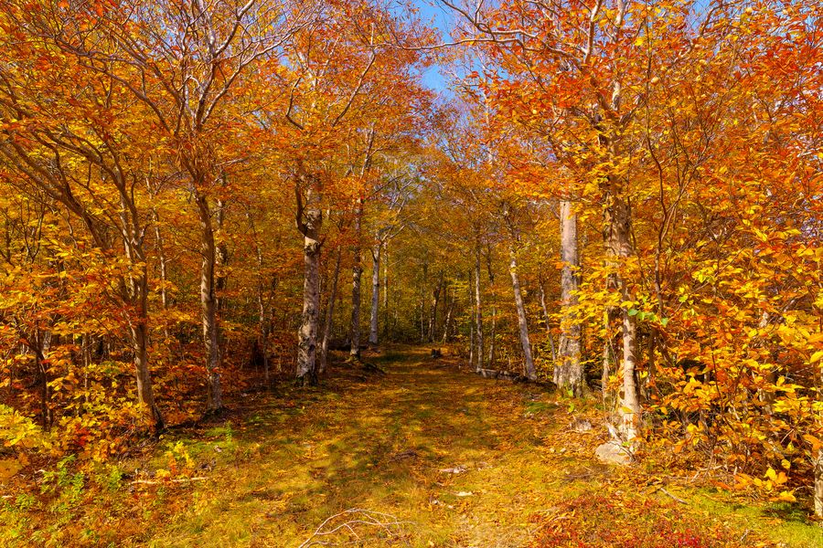Beech wood