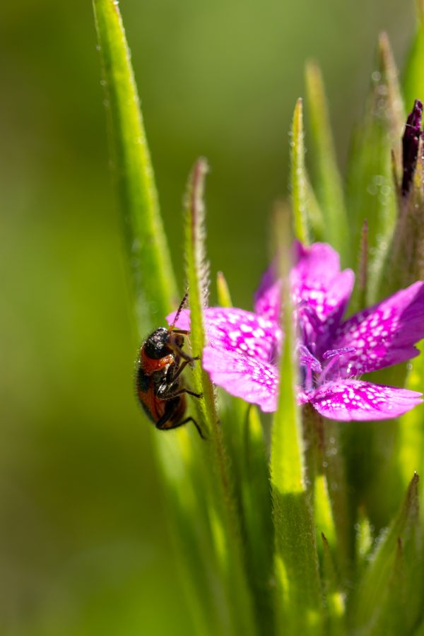 Beetle on Deptford Pink