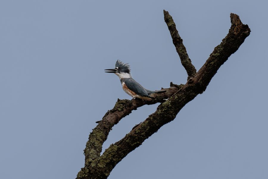 Belted Kingfisher, female