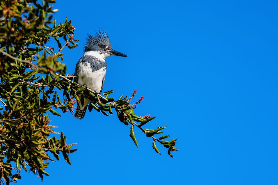 Belted Kingfisher, male