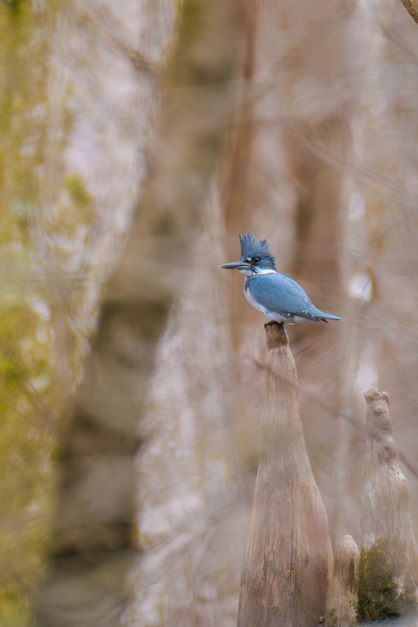 Belted Kingfisher