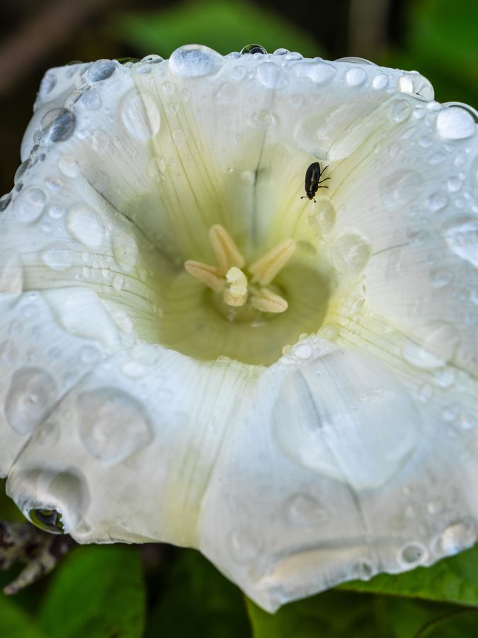 Bindweed after rain