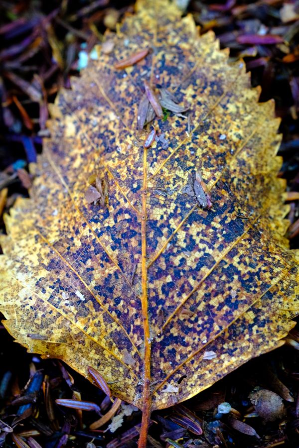Birch leaf, going