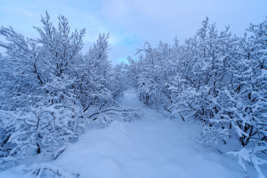 Birch under snow