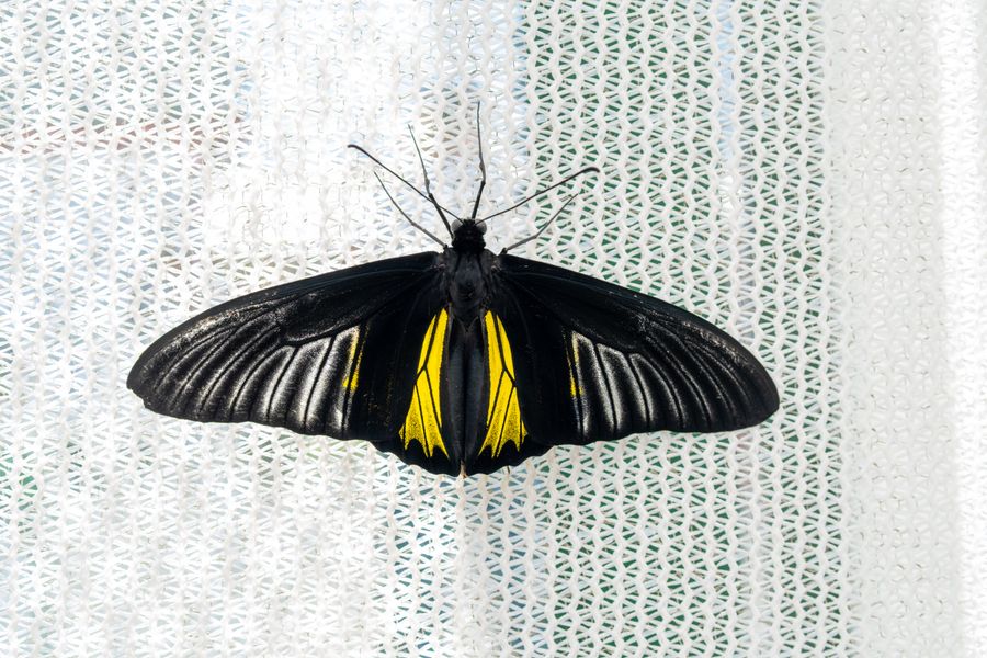 Birdwing butterfly
