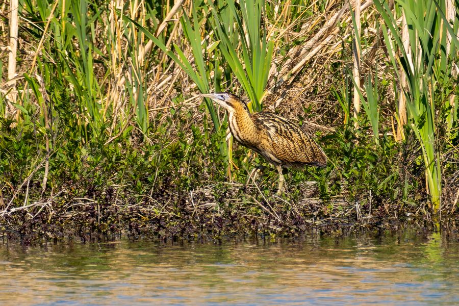 Bittern at the reed edge