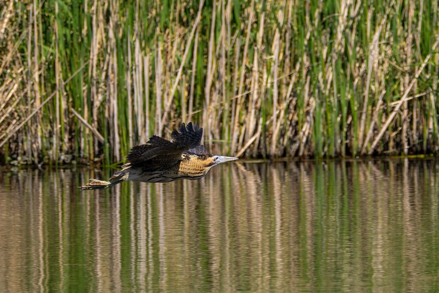 Bittern breaking cover