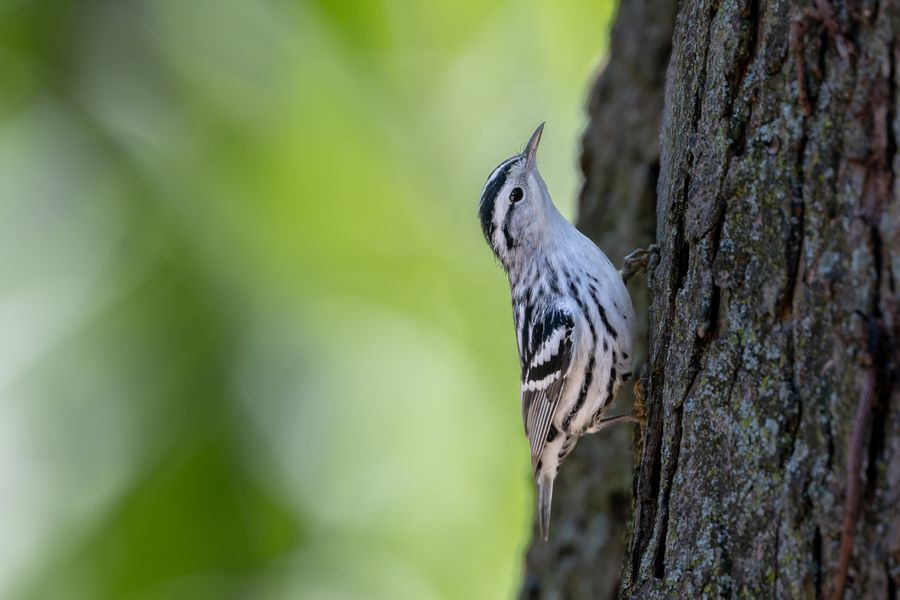 Black-and-white Warbler