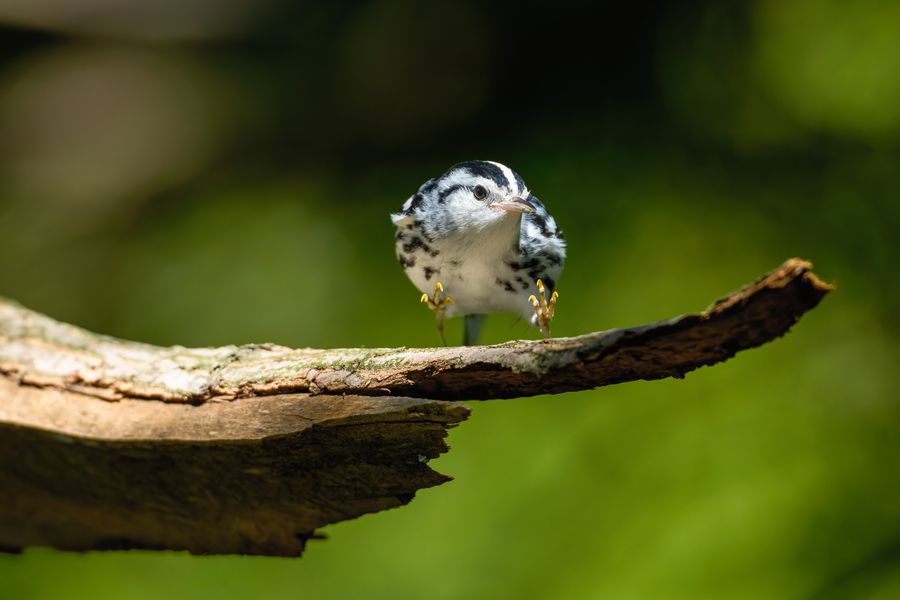 Black-and-white Warbler
