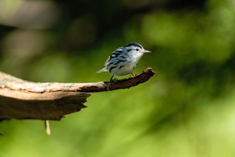 Black-and-white Warbler creeping along a branch