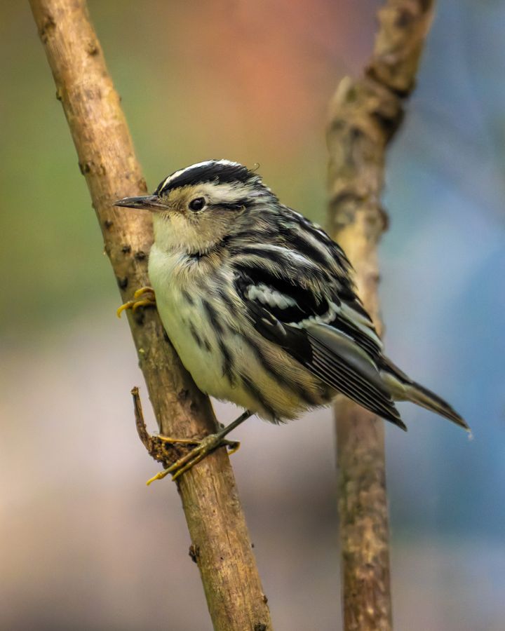 Black-and-white Warbler