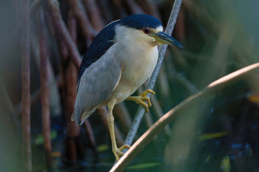 Black-crowned Night-Heron