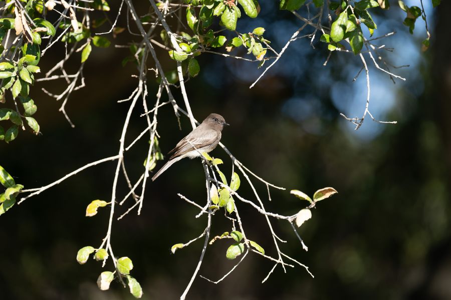 Black Phoebe