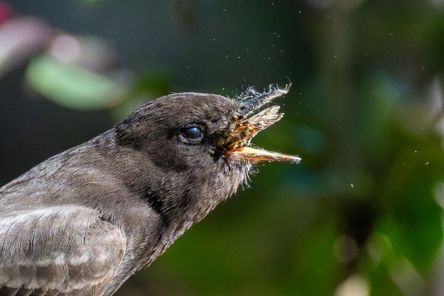 Black Phoebe, close up