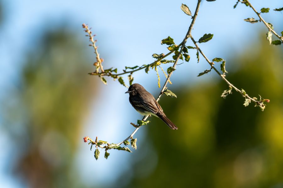 Black Phoebe