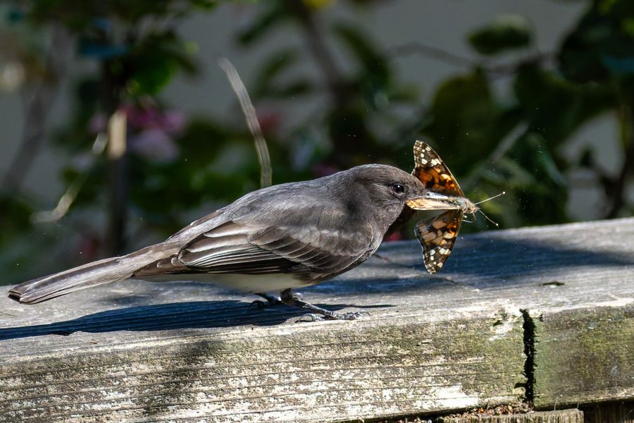 Black Phoebe with a butterfly