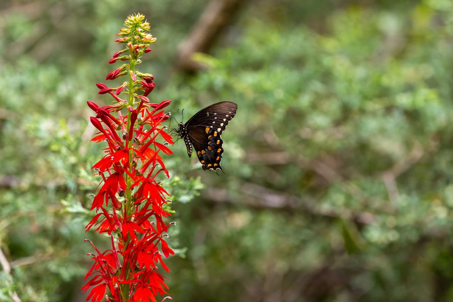 Black Swallowtail at cardinal flower