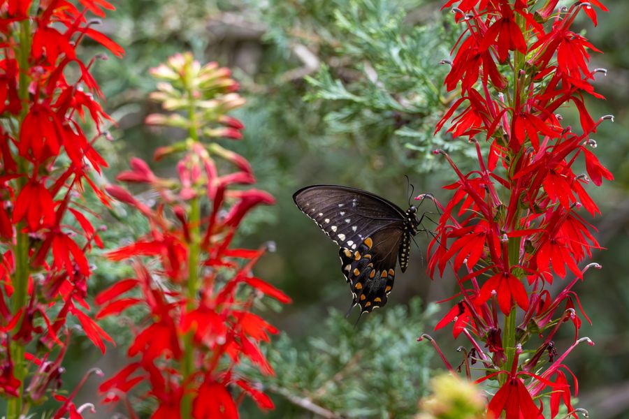 Black Swallowtail at cardinal flower