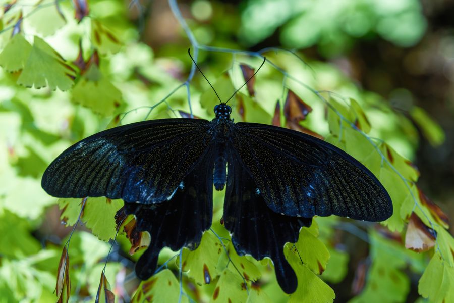 Black swallowtail, species uncertain