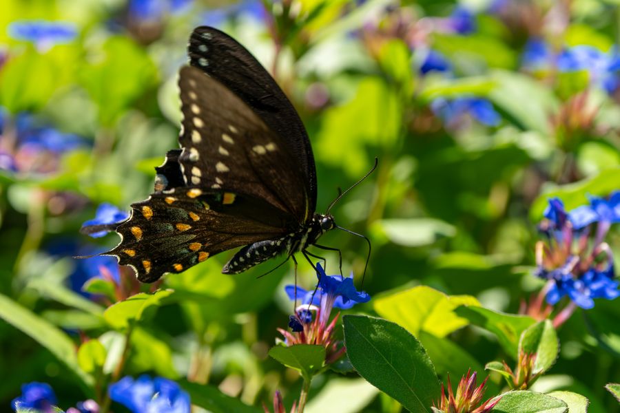 Black Swallowtail