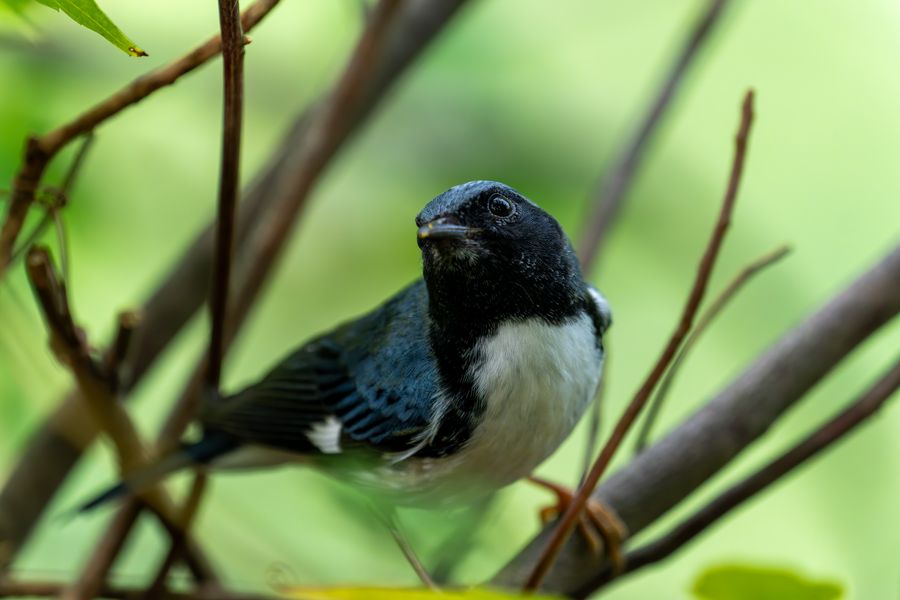 Black-throated Blue Warbler, head-on